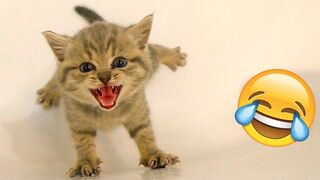 Funniest Dogs And Cats Videos ???? - Best Funny Animal Videos 2022 ???? #3