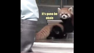 Funny videos with animals