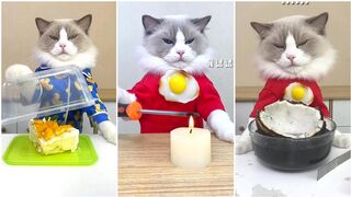 Cats make food 2022 That Little Puff Tiktok Compilation #57