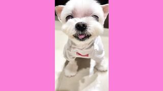 Cute Dog Video