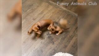 Crazy cats and dogs reactions melt your heart's ????