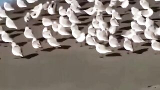 Animal funny video 2022 short