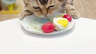 Cat eating