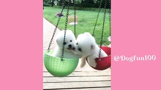 Pets funing videos | dog funing videos .