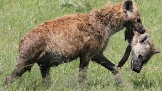 Top 5 horrible moments of Hyena eating Hyena.