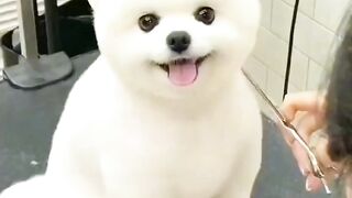 Funny dogs