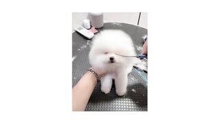cute puppy#2