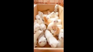 Cute Cat (tiktok)