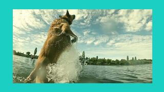Funny Dog