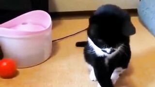 Cats funny moments