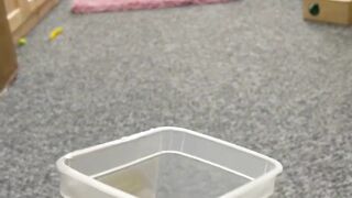 Cats funny moments 2