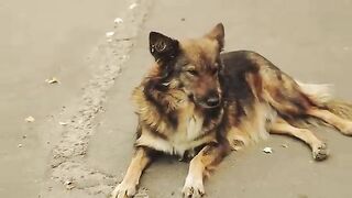 This dog made people get shocked