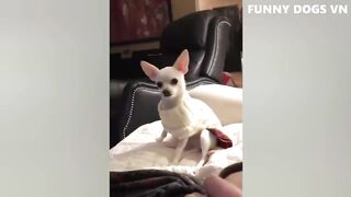 Funny Animal Complications