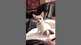 Pets Funny Moments #1 [Tik Tok]