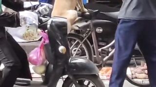 The dog