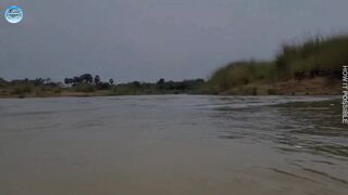 Catching Dream Fish ???????? by a fisherman in river