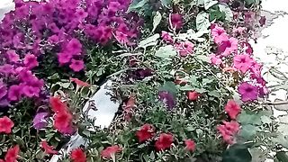 ГОРОДСКИЕ ЦВЕТЫ