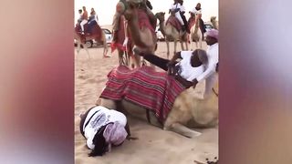 Try Not To Laugh Funny Videos - The Most Unexpected Moments Of Animal 2