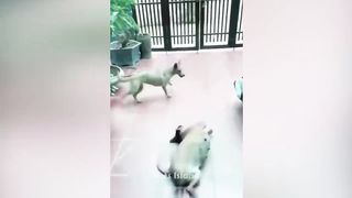 Funny Dogs Reaction Moments - Funniest Animals Video ???????? 2023 | Pets Island Pets Island