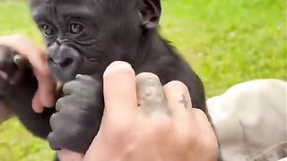 BABY GORILLA ON REELS