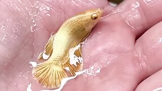 goldfish