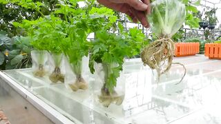 Walang lupa, walang pagdidilig, walang halaga ang pagpapatubo ng Celery