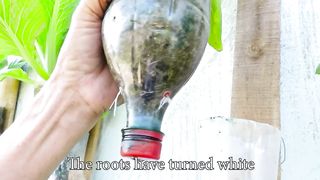 No need for a garden - Turn your wall into a delicious vegetable garden