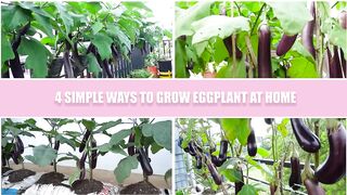 Grow this 4 way and eggplants produce more fruit than you can imagine