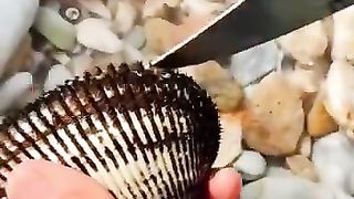 قیمتی موتی کیسے حاصل کیے جاتے ہیں
