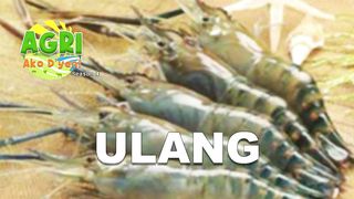 Ulang