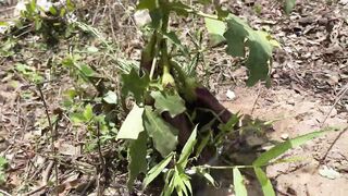 Fast fruit growing techniques
