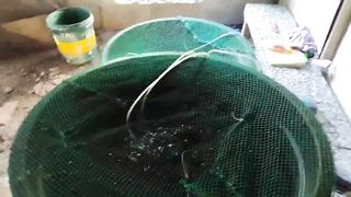 Paano mag alaga ng Ulang? Paano mag alaga ng Ulang o Orang?