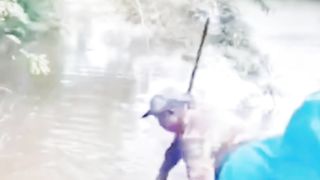 Funny Animal videos 2023.. #funny #virel