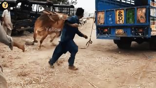 Most Heavy Bulls Gone Out Of Control ???? | Most Dangerous Qurbani Cow In Pakistan
