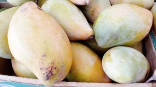 Fresh healthy and juicy mangoes for summer vacations