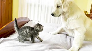 Golden Retriever Tries to Make Friends with Tiny Kitten!