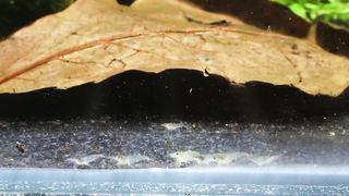 BREEDING Shrimp! How Many in 30 Days?