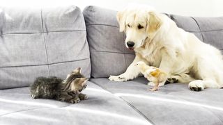 Golden Retriever and Tiny Kitten Shocked by Baby Chick