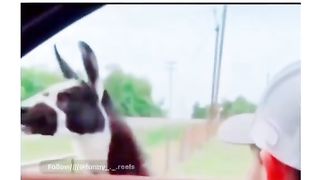 Funny video spot me bhai log 98