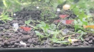 Examples of the 4 Stages of Shrimp Pregnancy & Growth: (HD 2022 Version) Cherry Shrimp Life Cycle.