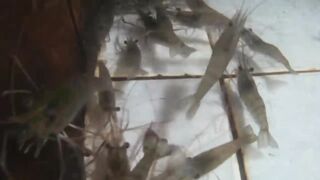tayo na mag alaga ng ulang/ fresh water prawn