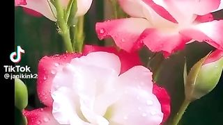 ہمیشہ مسکرائے گی زندگی