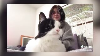 my cats are so funny