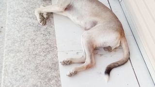 Funny dog sleeping