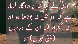 Qurbani Ka Janwar |Hajj |  Status | Whatsapp Status