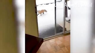 Funniest Cats And Dogs Videos ???? - Best Funny Animal Videos 2023 ???? #12 3