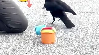 Amazing Bird #respect  #virl
