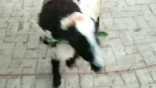 Eid ke liye Bakre aage hain subscribe my channel
