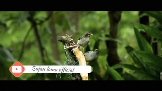 relaxing video of chirping of birds:)