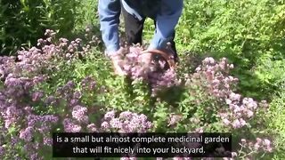 The Forgotten "Relieving Plant" That Should Grow in Every U.S Backyard